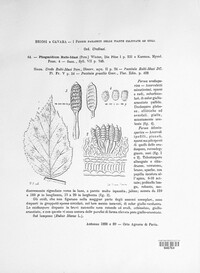 Phragmidium rubi-idaei image